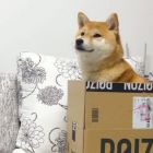 QQ头像