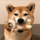 QQ头像