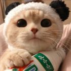 QQ头像
