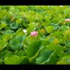 上海网友81271