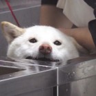 QQ头像