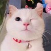 评论头像