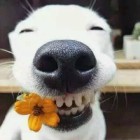 QQ头像