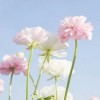 四川网友96310