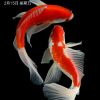 上海网友78319