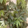 湖北网友79786