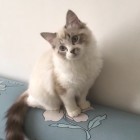 QQ头像