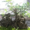广东网友29952