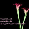 西藏网友12757
