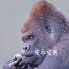 QQ头像