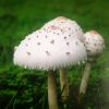 甘肃网友74107